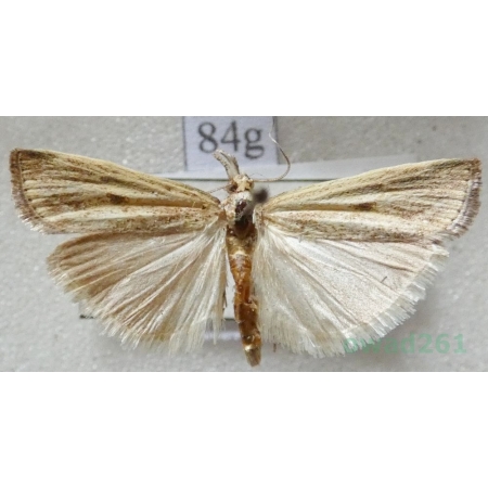 Agriphila inquinatella (Denis & Schiffermüller, 1775) Wachlarzyk śniadoszek Slovakia84g